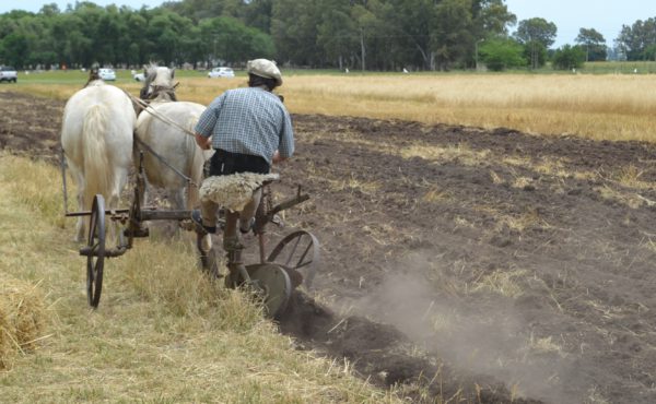 Diego Noli hace su paso con un arado remolcado por caballos