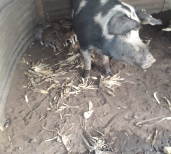 Porota con cria en la granja de los Monteros en 12 de Octubre