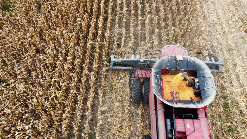 Panorama Agricola A Buen Ritmo Avanza La Siembra De Fina A Punto De