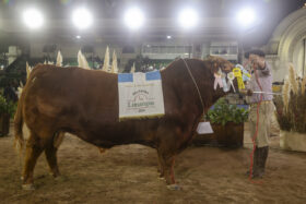 En el 6to. Concurso de novillos y Block Test de la Expo Rural, Limangus ...
