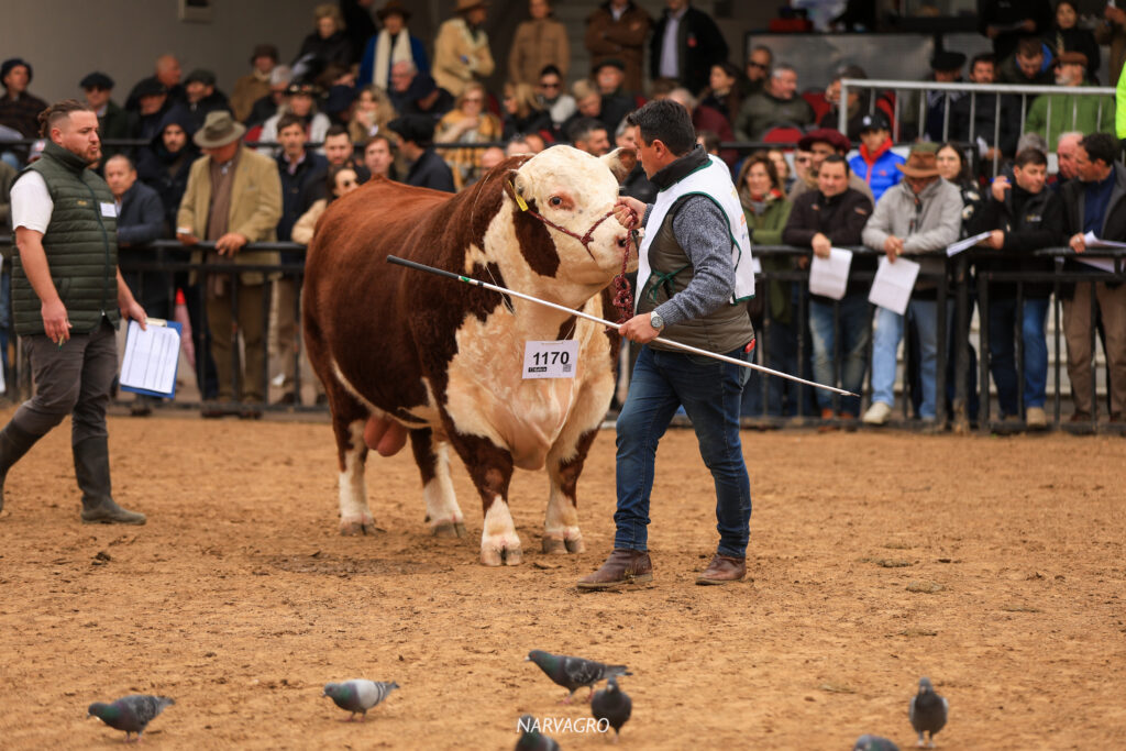 Dos razas fundacionales de la Argentina se unirán en la pista central