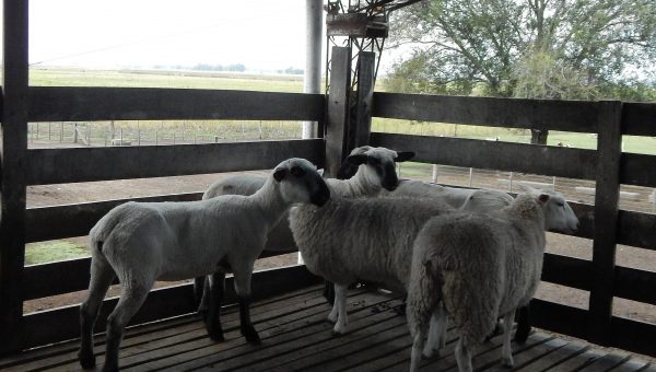 reproductores-ovinos-de-cabana-la-blanquita