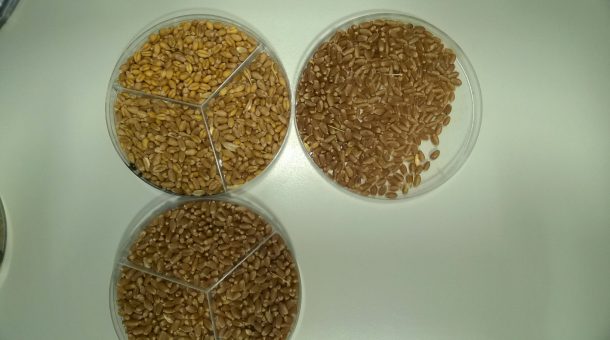 tres-muestras-de-trigo-cosechado-en-9-de-julio