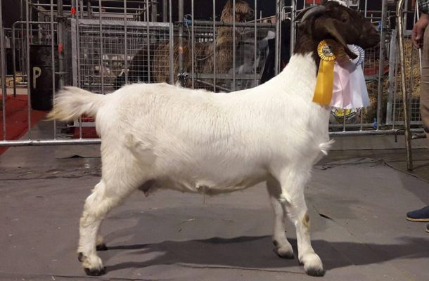 Campeon Boer de La Blanquita