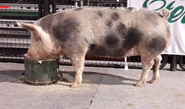 Raza porcina de La Blanquita con buenos resultados en Palermo