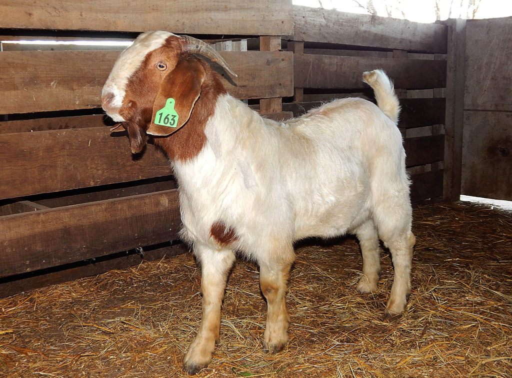 Cabaña La Blanquita importo para la
