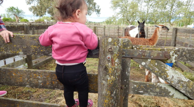 Una pequeña se deleita con animales de granja