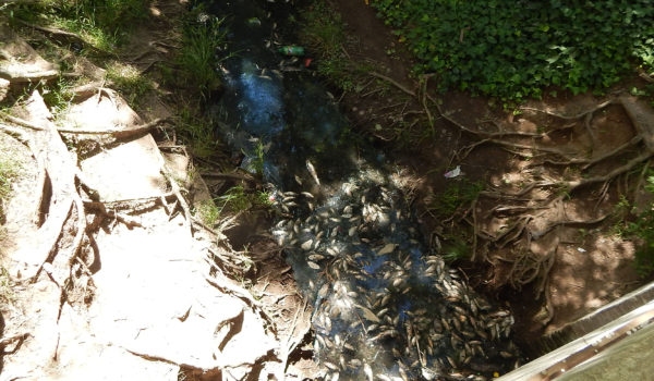 Peces muertos en un canal del Parque