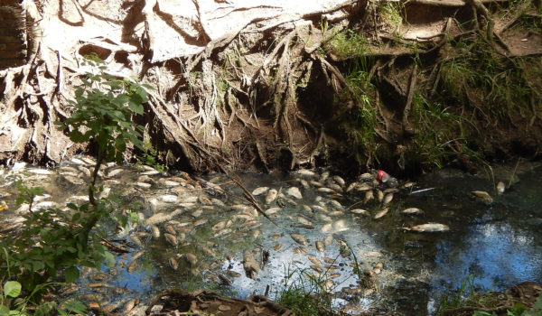 Peces muertos que aparecieron en un canal del Parque
