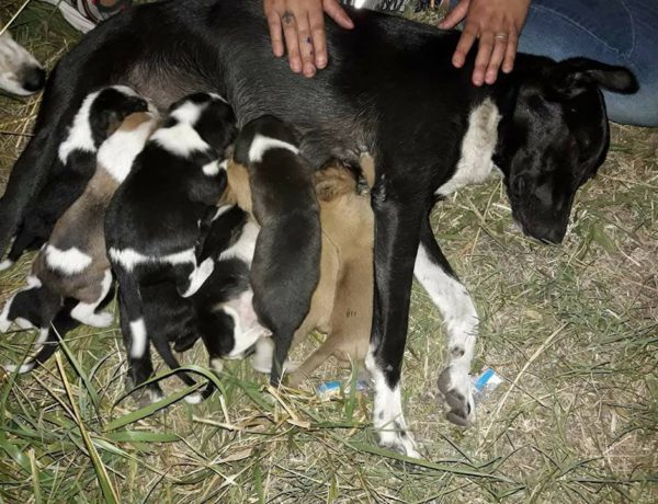 Feliz la madre junto a sus cachorros luego de ser rescatados
