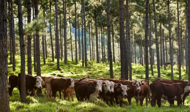 Sistema silvopastoril una herramienta probada en Argentina y que aporta a una mejor produccion ganadera