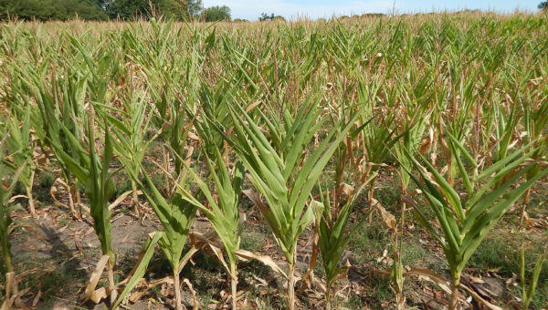 Maiz sembrado en ruta 5 km 267 exhibe la faltante de agua