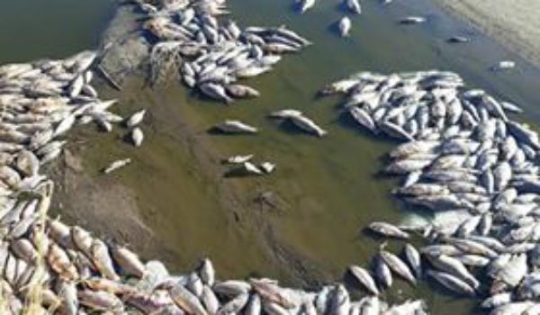 Peces muertos en el Mercante en el distrito de Casares