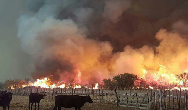 Incendios en La Adela, el ganado huye de los focos de fuego
