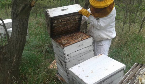 Apicultor trabajando en una colmena