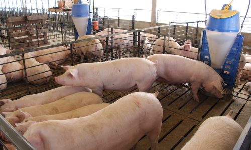 Producción, consumo, exportación e importación: Como le fue al sector porcino en el 2025