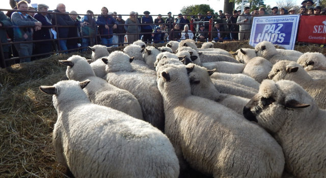 Lote de ovinos que salio a la venta en Santa Maria