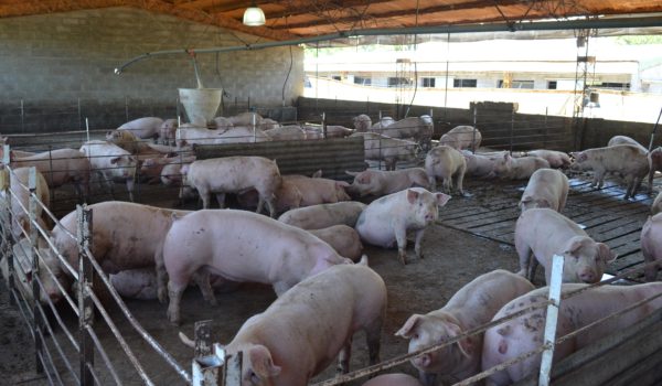 Producción de cerdos en Colegio Agrotécnico Del Valle, partido de 25 de Mayo