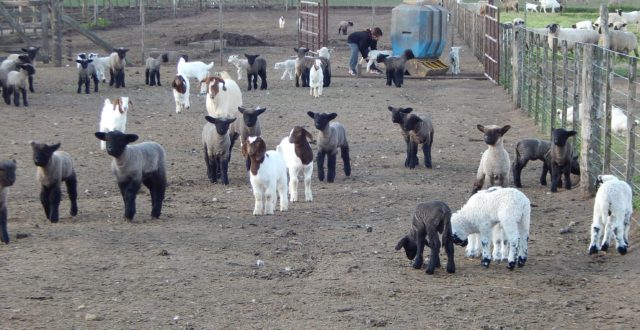Crias de ovinos y caprinos que el en proximos meses estaran a la venta