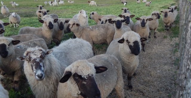 Reproductores ovinos y caprinos
