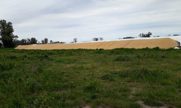 Uno de los 21 silos bolsas que fueron dañados en un campo de El Provincial