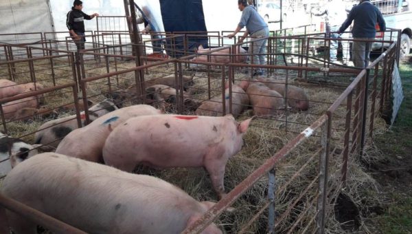 Se desarrollo una edición del Concurso de Cerdos en Sociedad Rural de 9 de Julio