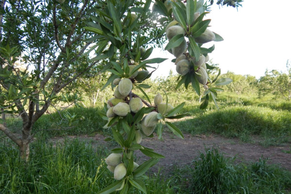 Una planta de almendro cargada de frutos que se cosecharan en enero 2019