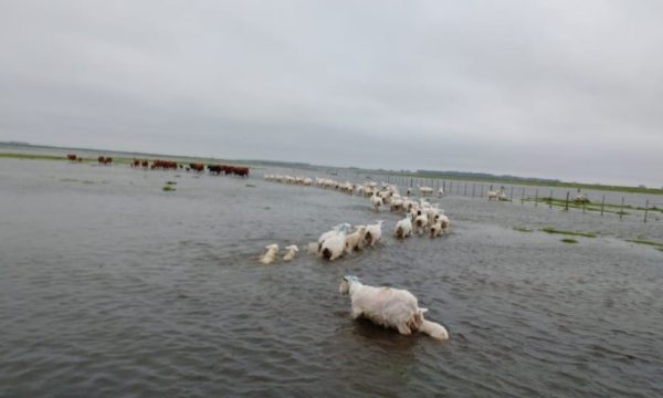 Campo bajo agua en Gral Alvear