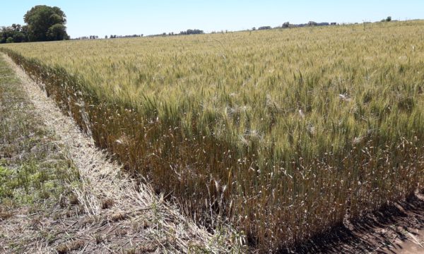 Lote de trigo ambientado por Bonnter