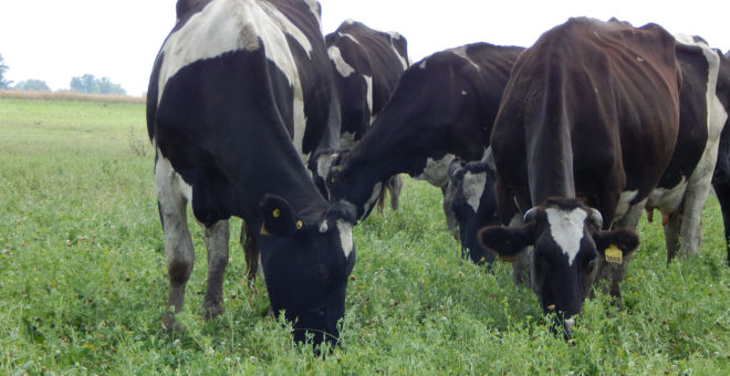 El rodeo es de 2000 vacas y con abundante pastura