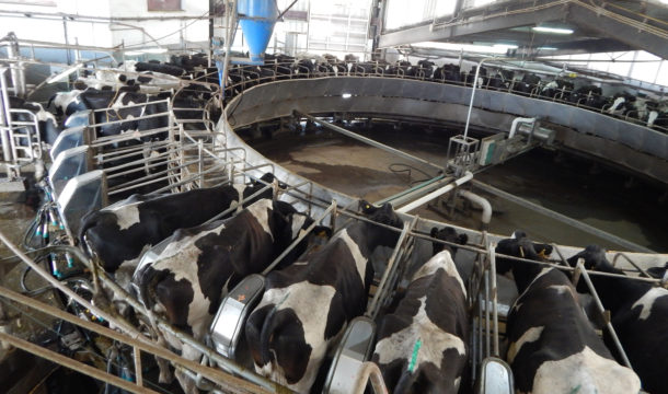 Produccion de leche en el oeste bonaerense