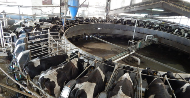 Produccion de leche en una sala de ordeñe tipo calesita