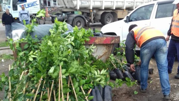 Plantas que fueron decomisadas por agentes de Senasa