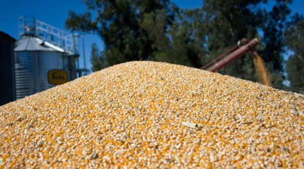 Maiz, el cereal tiene un año record