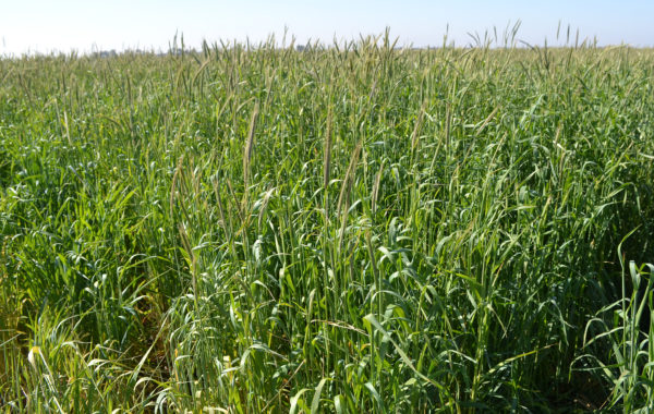 Cultivo de avena en un lote de Carlos Casares como CC o de Servicio