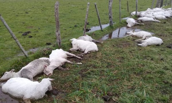 Ovinos muertos por hipotermia