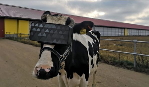 Gafas virtuales para una vaca