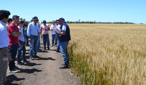 Ing Luis Ventimigilia intercambiando con productores y agronomos en el ensayo de trigo