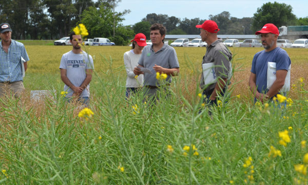 Juan Marsigliani junto a productores analizan un cultivo de colza