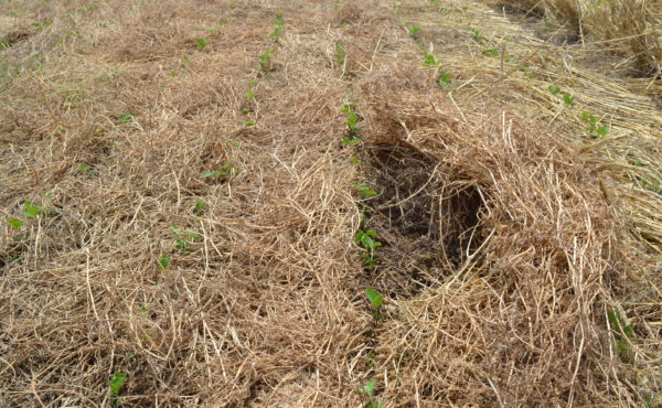 Plantas de soja asomandose a la cobertura de una vicia rolada