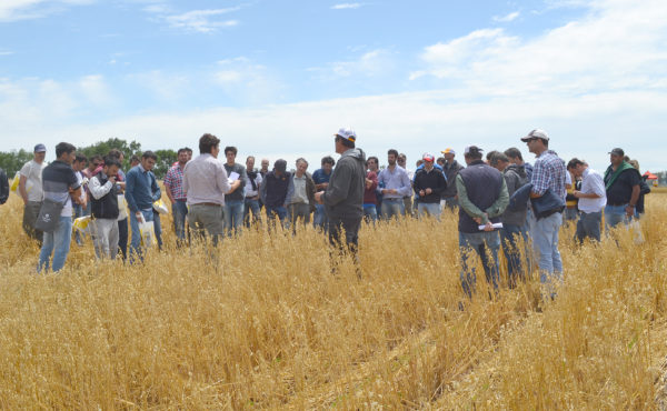 Productores analizan el control quimico sobre una avena donde ya se sembro soja