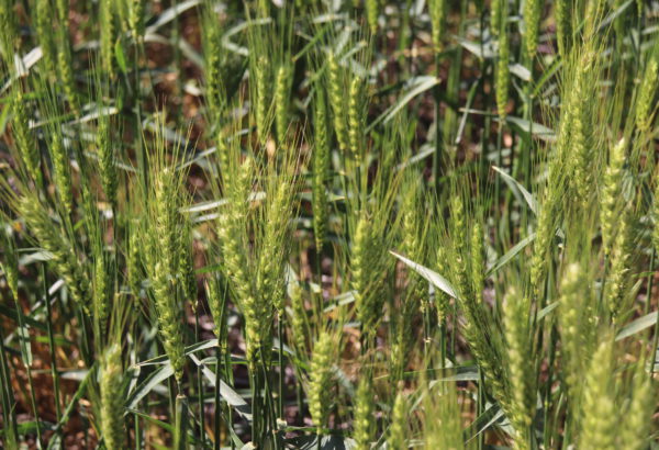Trigo sembrado en Pergamino y parte de la red de ensayos de Fertilizar