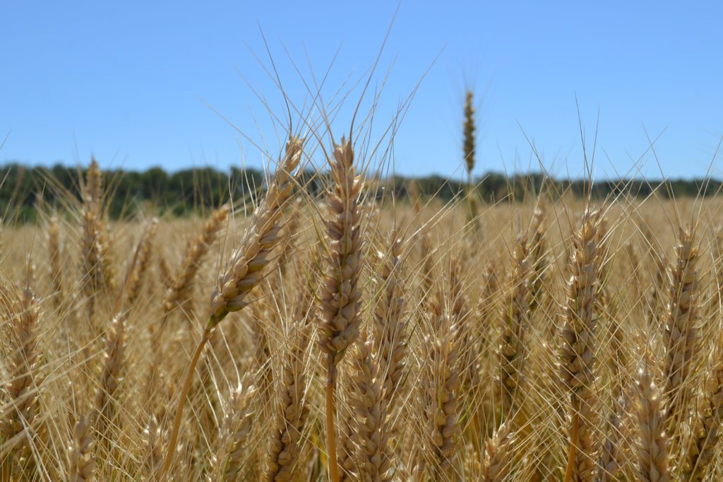 Wheat 2021, an opportunity to consolidate growth and production – El Regional Digital