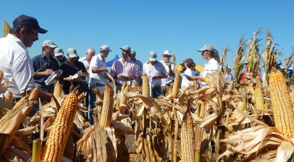 Agronomos y productores en una jornada de maiz en 9 de Julio