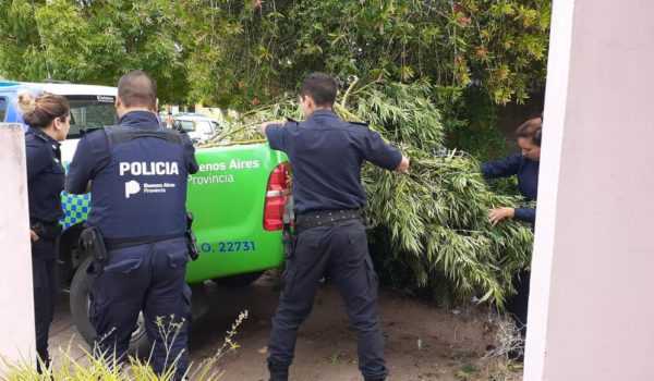 Efectivos de policia cargando las plantas secuestradas