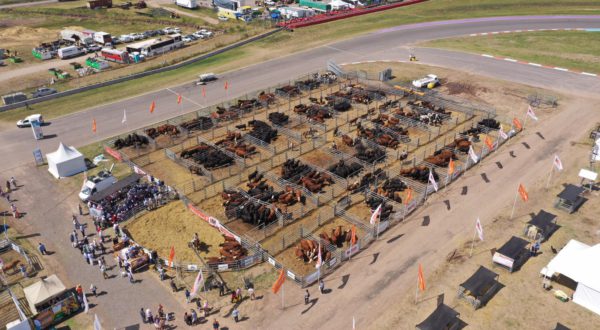 Encierre de ganaderia en Expoagro