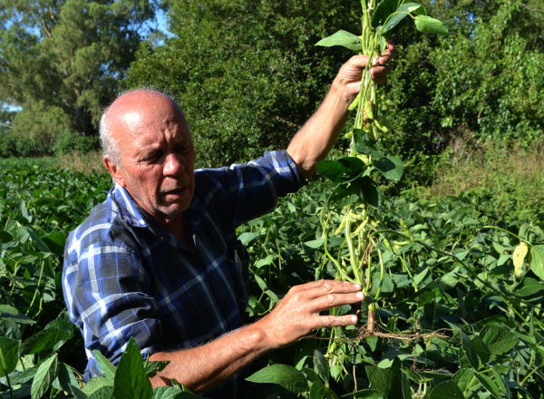 Luis Ventimiglia remarco al cultivo de soja en excelente estado