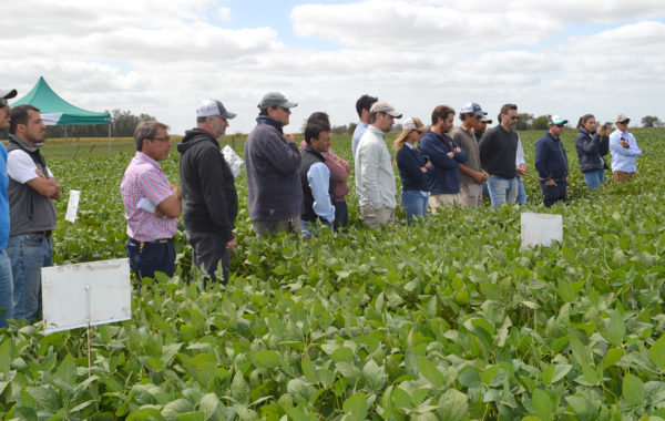 Tecnicos y productores evaluaron las potencialidades de rindes en maiz y soja