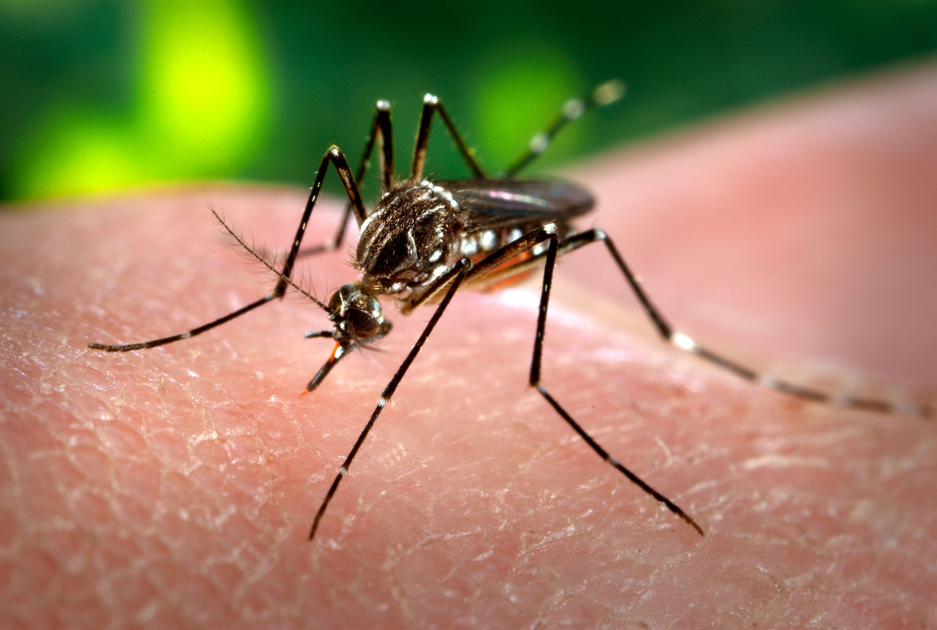 Dengue: Confirman cinco casos positivos en el distrito de  9 de Julio