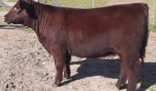 Ternera Shorthorn de Santa Maria